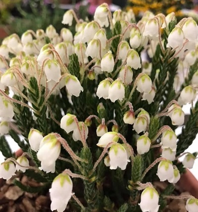 Cassiope 'Askival Snow-wreath' 